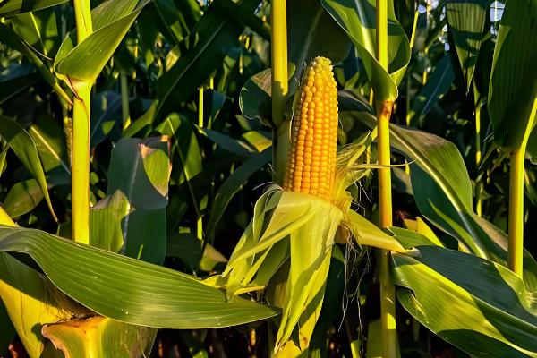 迪卡S1627玉米种的积温，在活动积温2200℃以上地区种植