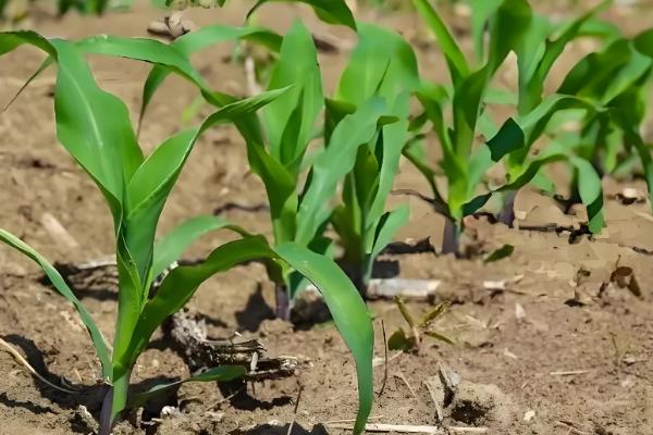 迪卡S1627玉米种的积温，在活动积温2200℃以上地区种植