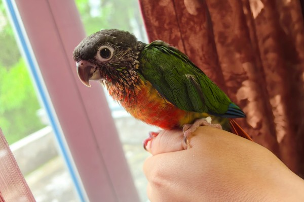 小太阳鹦鹉过多久会认主，只需养殖1个月左右