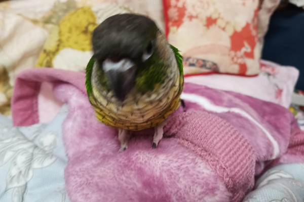 小太阳鹦鹉过多久会认主，只需养殖1个月左右