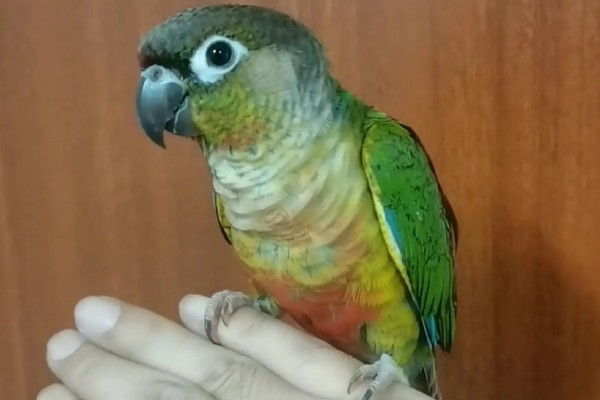 小太阳鹦鹉过多久会认主，只需养殖1个月左右