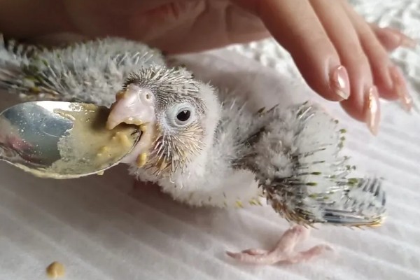 小太阳鹦鹉过多久会认主，只需养殖1个月左右