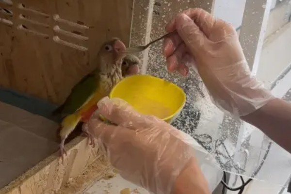 小太阳鹦鹉过多久会认主，只需养殖1个月左右