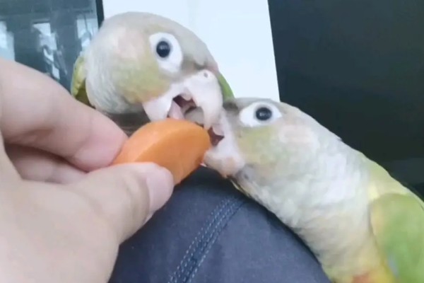 小太阳鹦鹉过多久会认主，只需养殖1个月左右