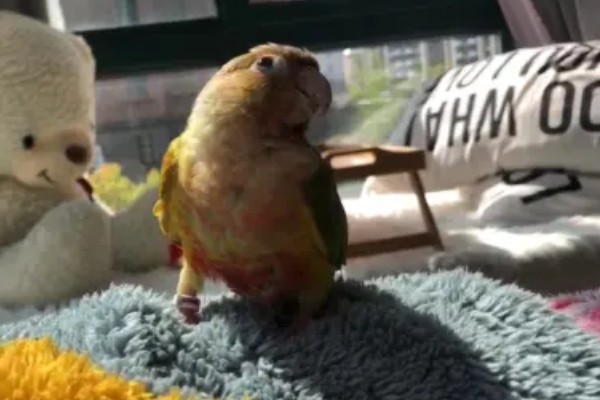 小太阳鹦鹉过多久会认主，只需养殖1个月左右