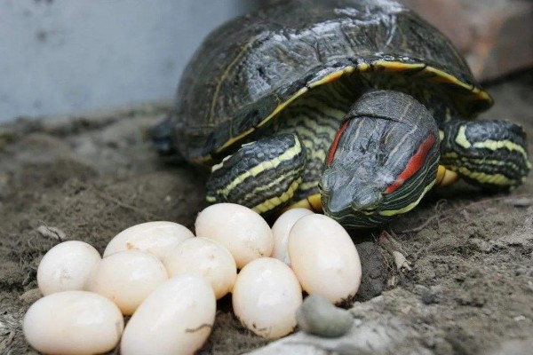 巴西龟一次下几个蛋，一次可以下6到11个蛋
