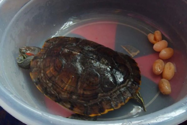 巴西龟一次下几个蛋，一次可以下6到11个蛋