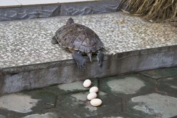 巴西龟一次下几个蛋，一次可以下6到11个蛋