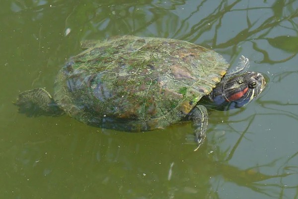 巴西龟一次下几个蛋，一次可以下6到11个蛋