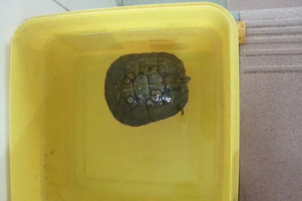 巴西龟一次下几个蛋，一次可以下6到11个蛋