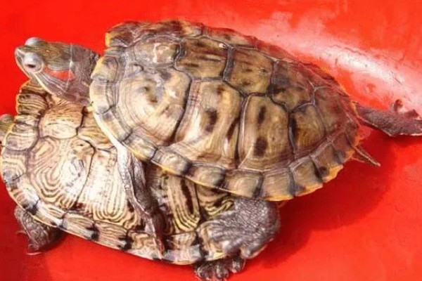 巴西龟一次下几个蛋，一次可以下6到11个蛋