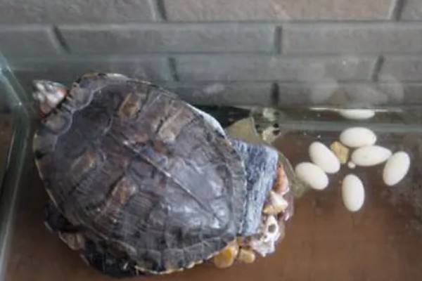 巴西龟一次下几个蛋，一次可以下6到11个蛋