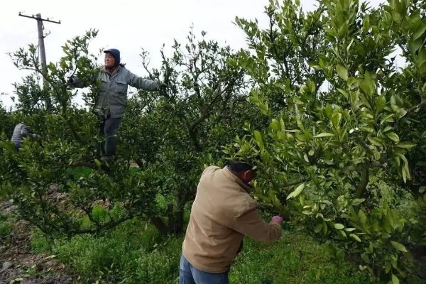 柑橘冬季怎么修剪，对过高的树冠进行短截