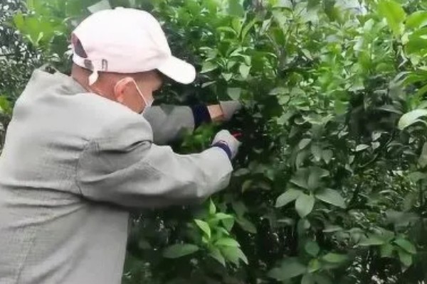 柑橘冬季怎么修剪，对过高的树冠进行短截