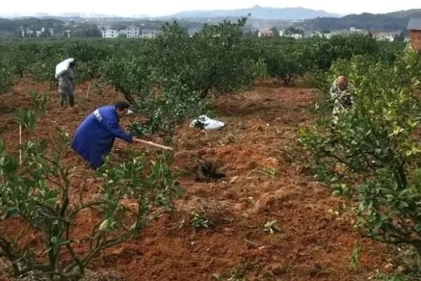 柑橘冬季怎么修剪，对过高的树冠进行短截