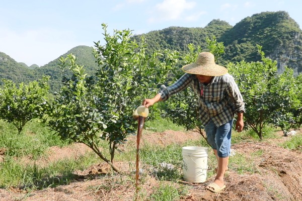 柑橘冬季怎么修剪，对过高的树冠进行短截
