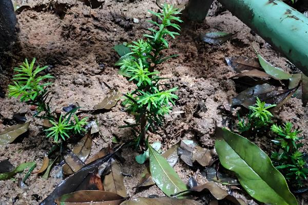 红豆杉怎么养护，平时让盆土处于微湿状态