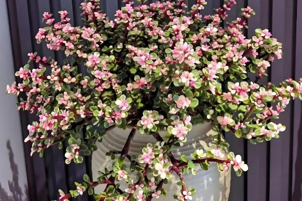 金枝玉叶夏天掉叶子怎么办，需减少浇水