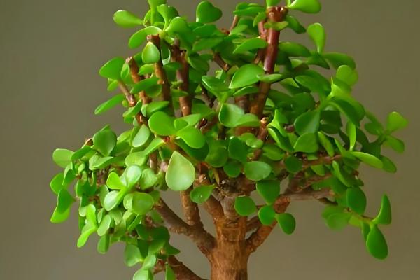 金枝玉叶夏天掉叶子怎么办，需减少浇水