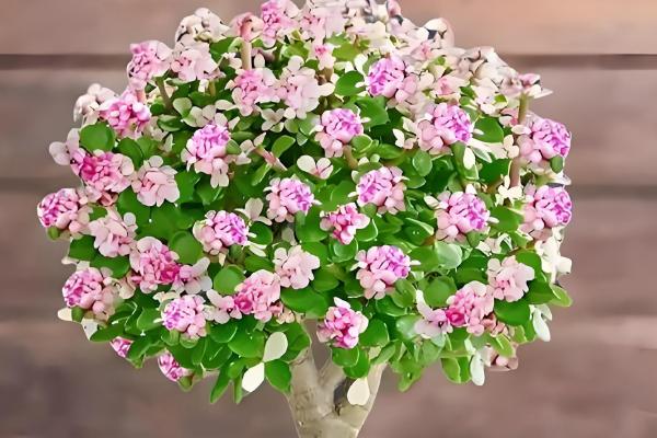 金枝玉叶夏天掉叶子怎么办，需减少浇水