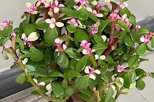 金枝玉叶夏天掉叶子怎么办，需减少浇水