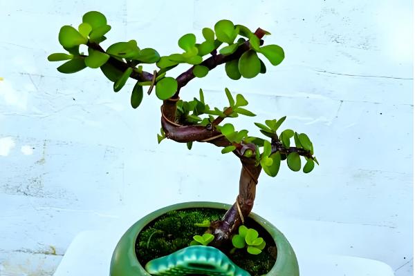 金枝玉叶夏天掉叶子怎么办，需减少浇水