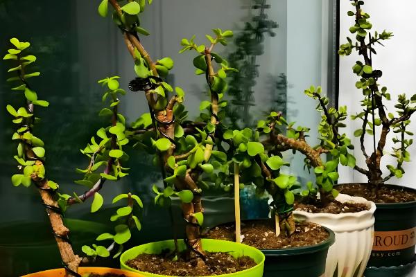 金枝玉叶夏天掉叶子怎么办，需减少浇水