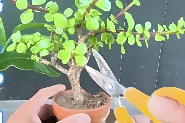 金枝玉叶夏天掉叶子怎么办，需减少浇水