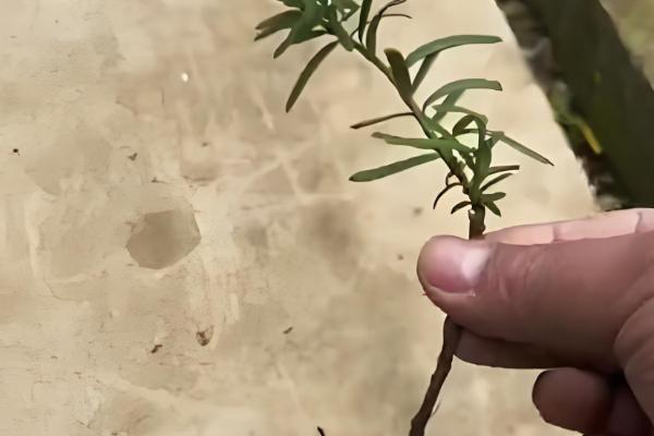 红豆杉怎么养护，平时让盆土处于微湿状态