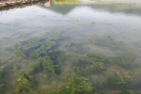 淡水小龙虾的养要点，水草种植面积应该不超过池塘40%