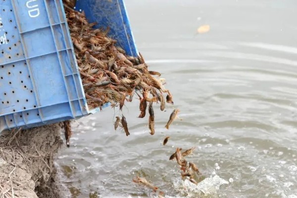 淡水小龙虾的养要点，水草种植面积应该不超过池塘40%