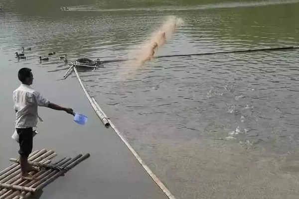 淡水小龙虾的养要点，水草种植面积应该不超过池塘40%