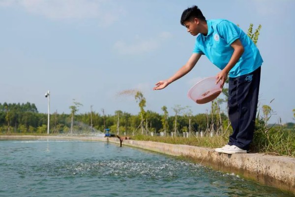 淡水小龙虾的养要点，水草种植面积应该不超过池塘40%