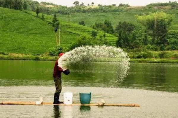 淡水小龙虾的养要点，水草种植面积应该不超过池塘40%