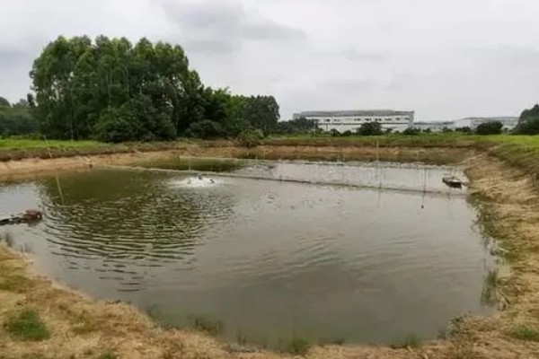 淡水小龙虾的养要点，水草种植面积应该不超过池塘40%