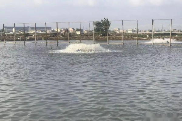 淡水小龙虾的养要点，水草种植面积应该不超过池塘40%