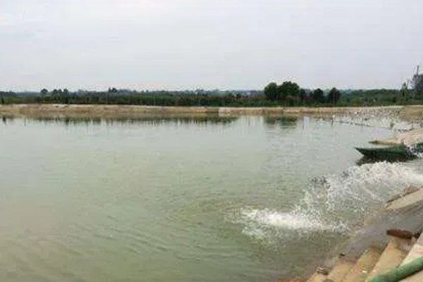 淡水小龙虾的养要点，水草种植面积应该不超过池塘40%