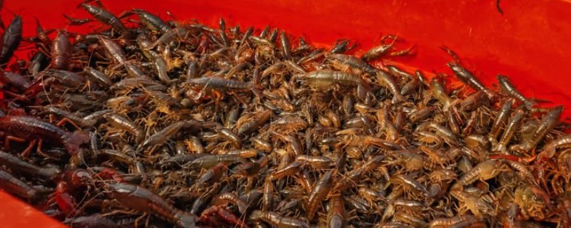 淡水小龙虾的养要点，水草种植面积应该不超过池塘40%