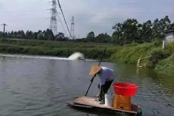 淡水小龙虾的养要点，水草种植面积应该不超过池塘40%