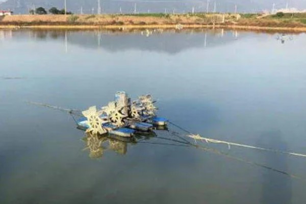 淡水小龙虾的养要点，水草种植面积应该不超过池塘40%