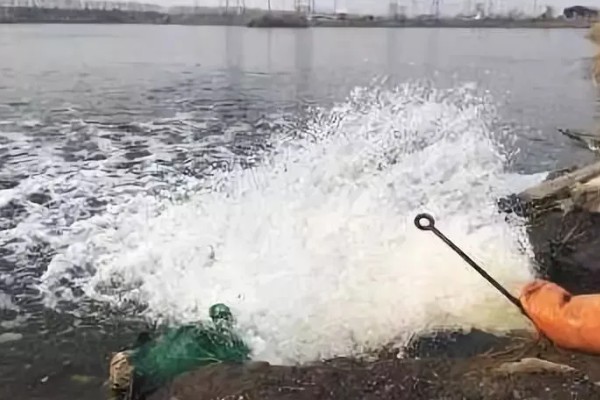 淡水小龙虾的养要点，水草种植面积应该不超过池塘40%