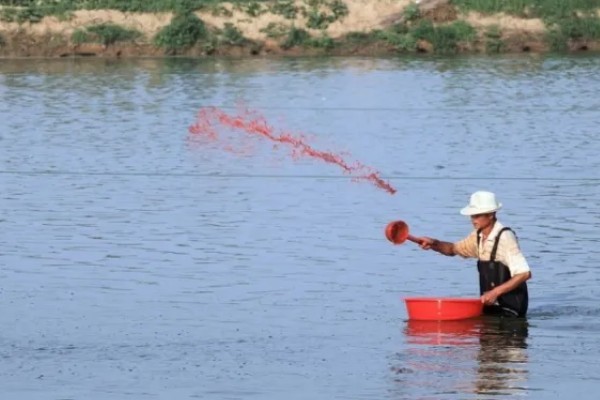 淡水小龙虾的养要点，水草种植面积应该不超过池塘40%