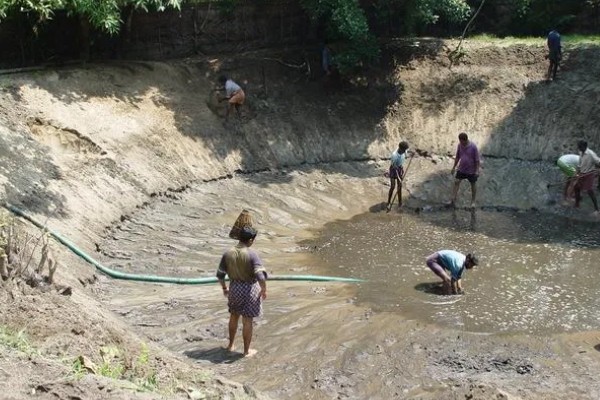 淡水小龙虾的养要点，水草种植面积应该不超过池塘40%