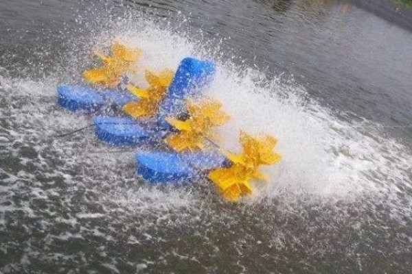 淡水小龙虾的养要点，水草种植面积应该不超过池塘40%