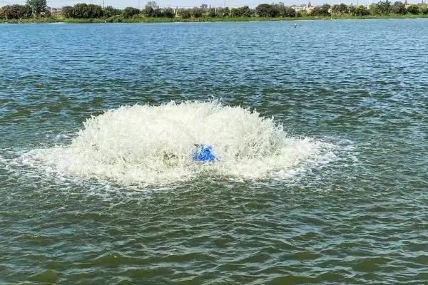 淡水小龙虾的养要点，水草种植面积应该不超过池塘40%