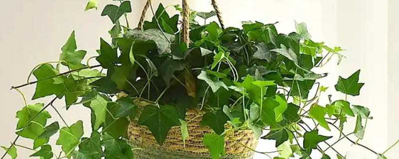 常春藤的养殖方法，喜欢生长在比较温暖环境