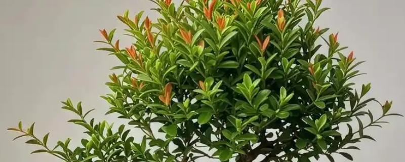 赤楠叶片干枯掉落如何处理，植株缺水要为它补水并喷水增湿