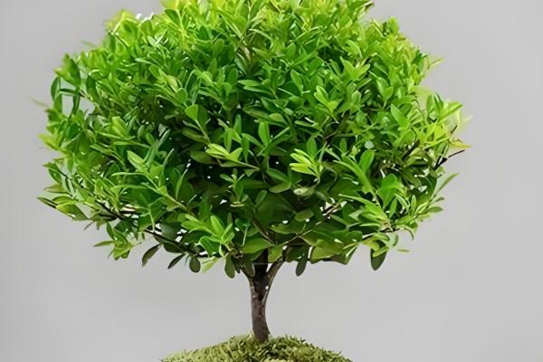 赤楠叶片干枯掉落如何处理，植株缺水要为它补水并喷水增湿