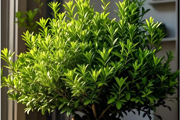 赤楠叶片干枯掉落如何处理，植株缺水要为它补水并喷水增湿