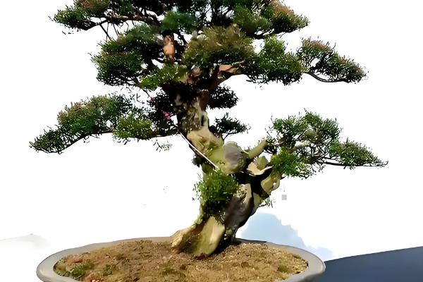 赤楠叶片干枯掉落如何处理，植株缺水要为它补水并喷水增湿